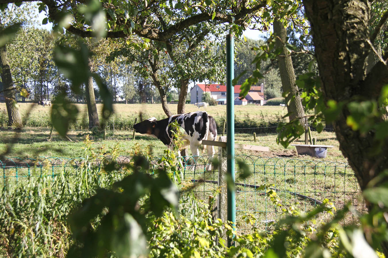 Hof ter lange leye planke